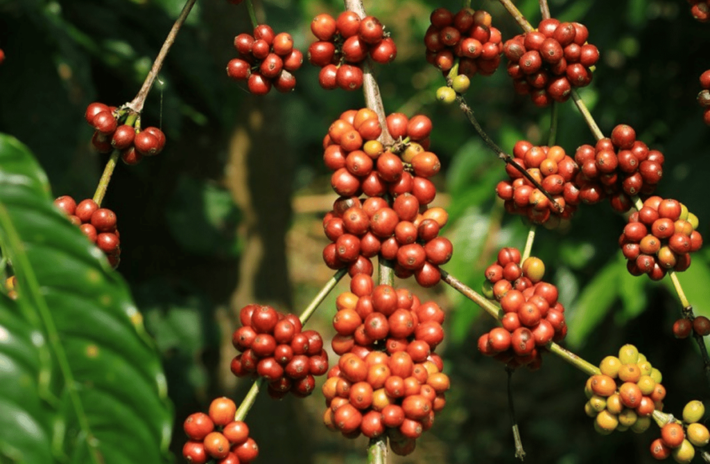 varieties-kelachandra-coffee